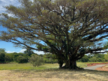 Parque da Figueira